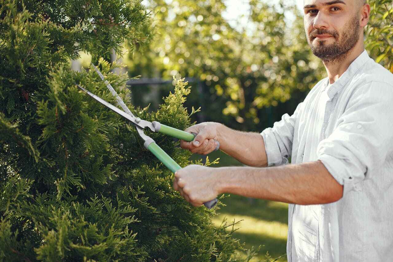 Best Tree Branch Trimming  in Bridgeport, IL